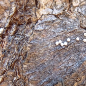Acrodipsas myrmecophila at suppressed - 7 Mar 2019
