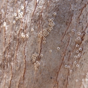 Acrodipsas myrmecophila at suppressed - suppressed