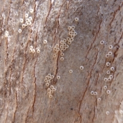 Acrodipsas myrmecophila at suppressed - 7 Mar 2019