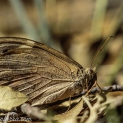 Heteronympha merope (Common Brown) at Molonglo Valley, ACT - 4 May 2019 by BIrdsinCanberra