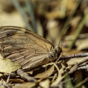 Heteronympha merope at Molonglo Valley, ACT - 4 May 2019