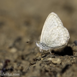 Zizina otis at Molonglo Valley, ACT - 4 May 2019