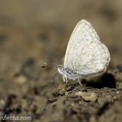 Zizina otis (Common Grass-Blue) at Molonglo Valley, ACT - 4 May 2019 by JonSteinbeck
