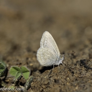 Zizina otis at Molonglo Valley, ACT - 4 May 2019