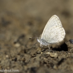 Zizina otis at Molonglo Valley, ACT - 4 May 2019 11:00 AM