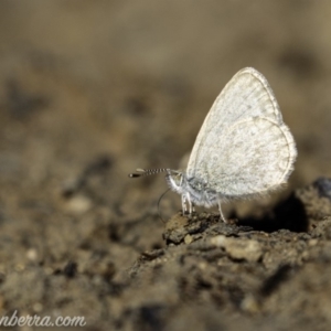 Zizina otis at Molonglo Valley, ACT - 4 May 2019