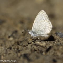 Zizina otis at Molonglo Valley, ACT - 4 May 2019 11:00 AM