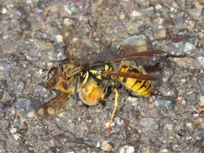 Vespula germanica (German Yellowjacket Wasp (also known as European Wasp)) at Acton, ACT - 11 May 2019 by TimL