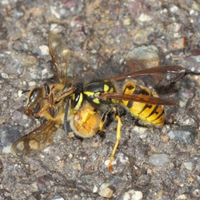 Vespula germanica (European wasp) at ANBG - 11 May 2019 by TimL