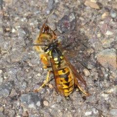 Vespula germanica at Acton, ACT - 11 May 2019