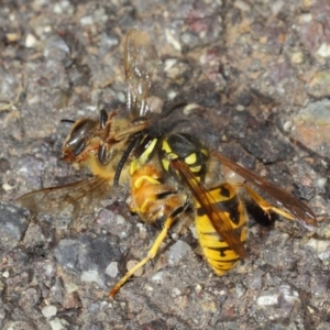 Vespula germanica at Acton, ACT - 11 May 2019