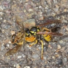 Vespula germanica at Acton, ACT - 11 May 2019