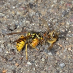 Vespula germanica at Acton, ACT - 11 May 2019 01:28 PM