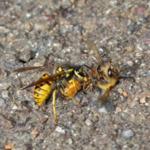 Vespula germanica at Acton, ACT - 11 May 2019