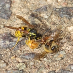 Vespula germanica (European wasp) at Acton, ACT - 11 May 2019 by TimL