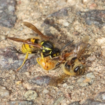 Vespula germanica (European Wasp, German Yellowjacket Wasp) at Acton, ACT - 11 May 2019 by TimL