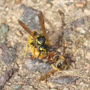 Vespula germanica at Acton, ACT - 11 May 2019