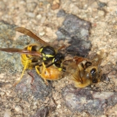 Vespula germanica at Acton, ACT - 11 May 2019 01:29 PM