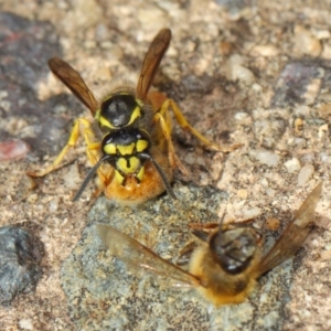 Vespula germanica at Acton, ACT - 11 May 2019 01:29 PM