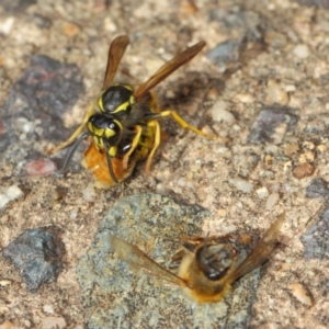 Vespula germanica at Acton, ACT - 11 May 2019