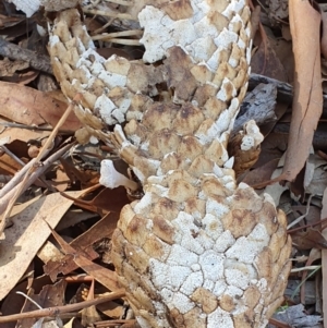 Tiliqua rugosa at Majura, ACT - 14 May 2019