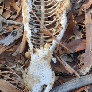 Tiliqua rugosa at Majura, ACT - 14 May 2019