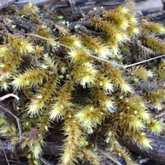 Breutelia (A moss) at Majura, ACT - 14 May 2019 by AaronClausen