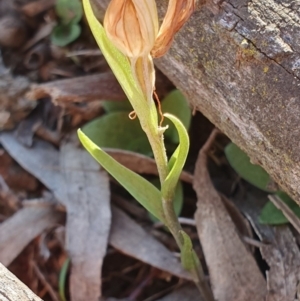 Diplodium truncatum at Hackett, ACT - 14 May 2019