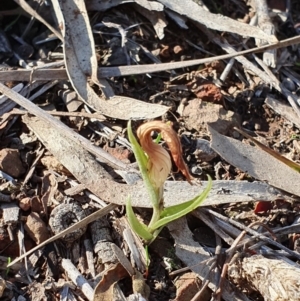 Diplodium truncatum at Hackett, ACT - suppressed