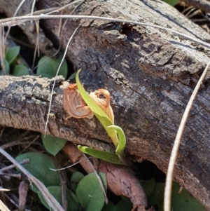 Diplodium truncatum at Hackett, ACT - 14 May 2019