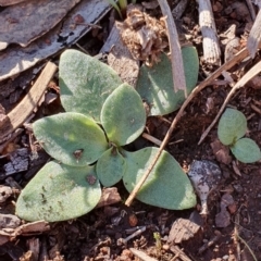 Diplodium truncatum at Hackett, ACT - suppressed