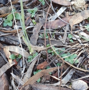 Diplodium truncatum at Hackett, ACT - 14 May 2019