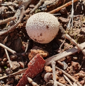 zz puffball at Hackett, ACT - 14 May 2019