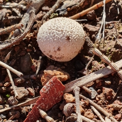 zz puffball at Mount Majura - 14 May 2019 by AaronClausen