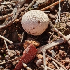 zz puffball at Hackett, ACT - 14 May 2019 by AaronClausen