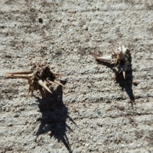 Tribulus terrestris at Fyshwick, ACT - 14 May 2019