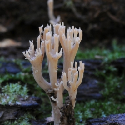 Artomyces colensoi (Delicate Peppery Coral) at Bodalla State Forest - 13 May 2019 by Teresa