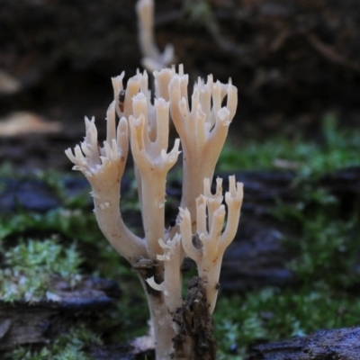 Artomyces colensoi (Delicate Peppery Coral) at Box Cutting Rainforest Walk - 14 May 2019 by Teresa