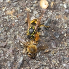 Vespula germanica (European wasp) at ANBG - 11 May 2019 by TimL