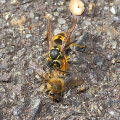 Vespula germanica (European Wasp, German Yellowjacket Wasp) at Acton, ACT - 11 May 2019 by TimL