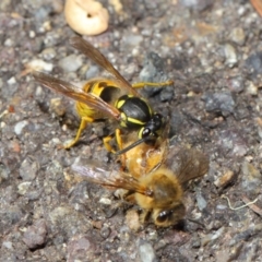 Vespula germanica at Acton, ACT - 11 May 2019