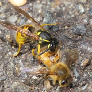 Vespula germanica at Acton, ACT - 11 May 2019