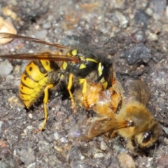 Vespula germanica at Acton, ACT - 11 May 2019