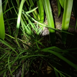 Limnodynastes dumerilii at Moss Vale, NSW - 29 Mar 2019