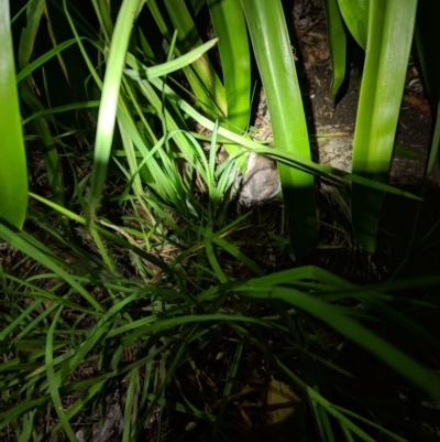Limnodynastes dumerilii (Eastern Banjo Frog) at Wingecarribee Local Government Area - 29 Mar 2019 by Margot