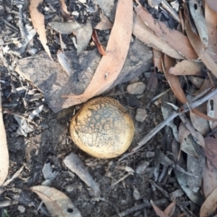 Pisolithus marmoratus (Horse Dung Fungus) at Mittagong - 14 May 2019 by KarenG