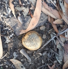 Pisolithus marmoratus (Horse Dung Fungus) at Mittagong, NSW - 14 May 2019 by KarenG