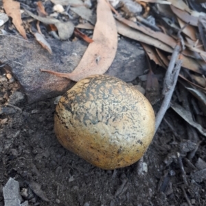 Pisolithus marmoratus at Mittagong, NSW - 14 May 2019