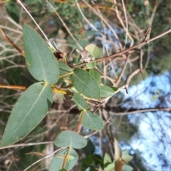 Eucalyptus macarthurii (Paddys River Box, Camden Woollybutt) at Wingecarribee Local Government Area - 9 May 2019 by KarenG