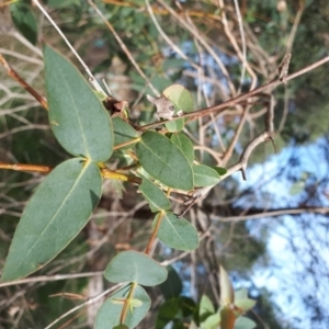 Eucalyptus macarthurii at Burradoo, NSW - 9 May 2019